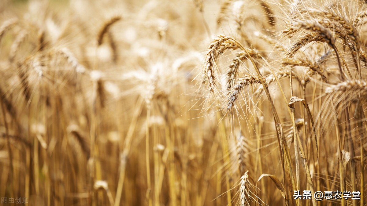 2022年夏粮小麦多少钱一斤？价格会上涨吗？最新小麦价格行情预测