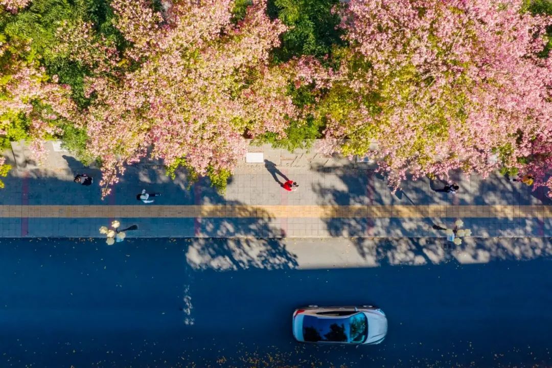 喜欢了！在这座无人在意的五线城市，实现了水果自由、鲜花自由