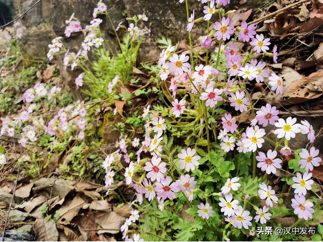 漢中這里發(fā)現(xiàn)瀕危珍稀植物！你有看見(jiàn)過(guò)嗎？