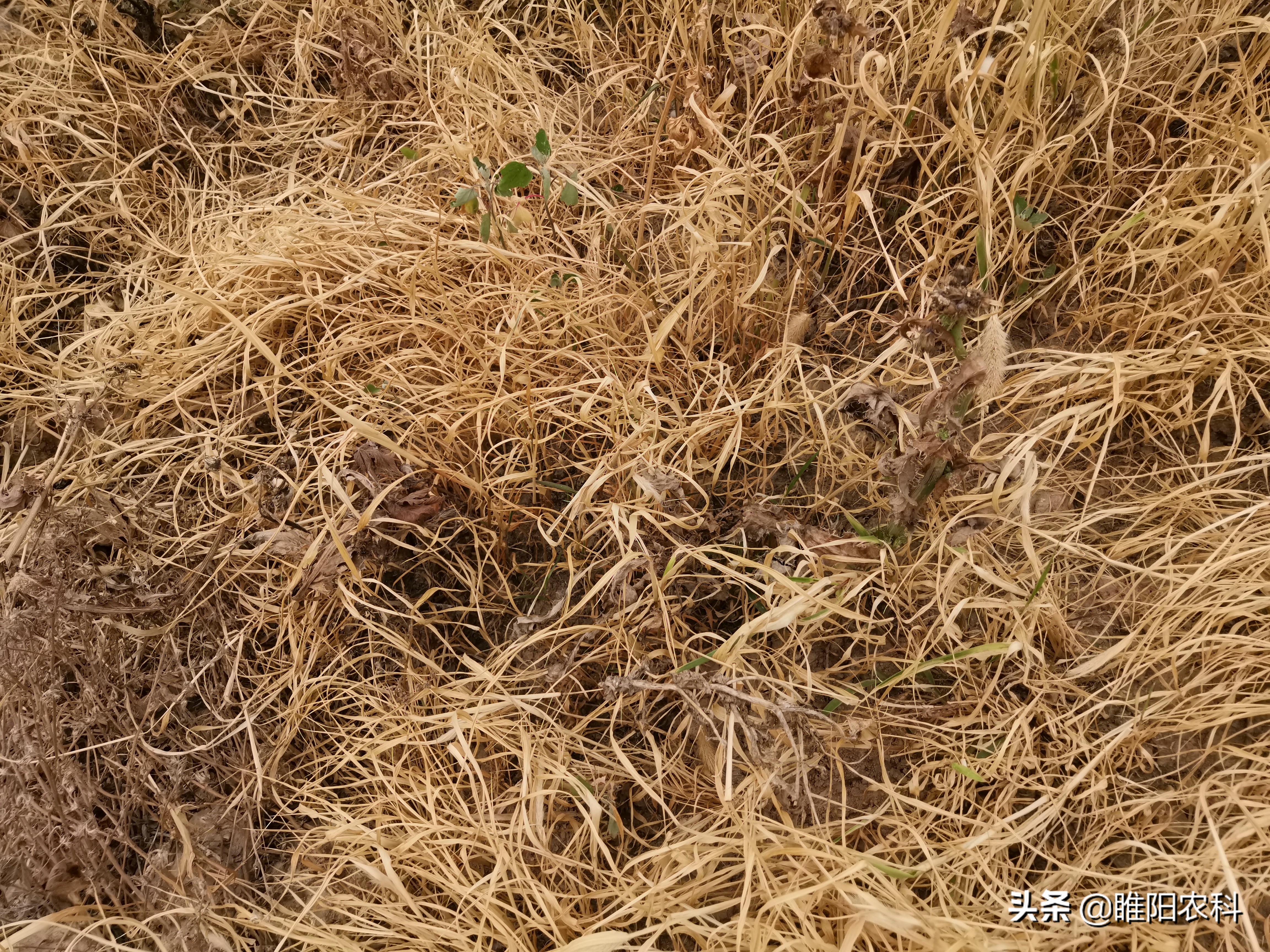 封闭式除草剂（果园专用除草剂配方收藏备用）