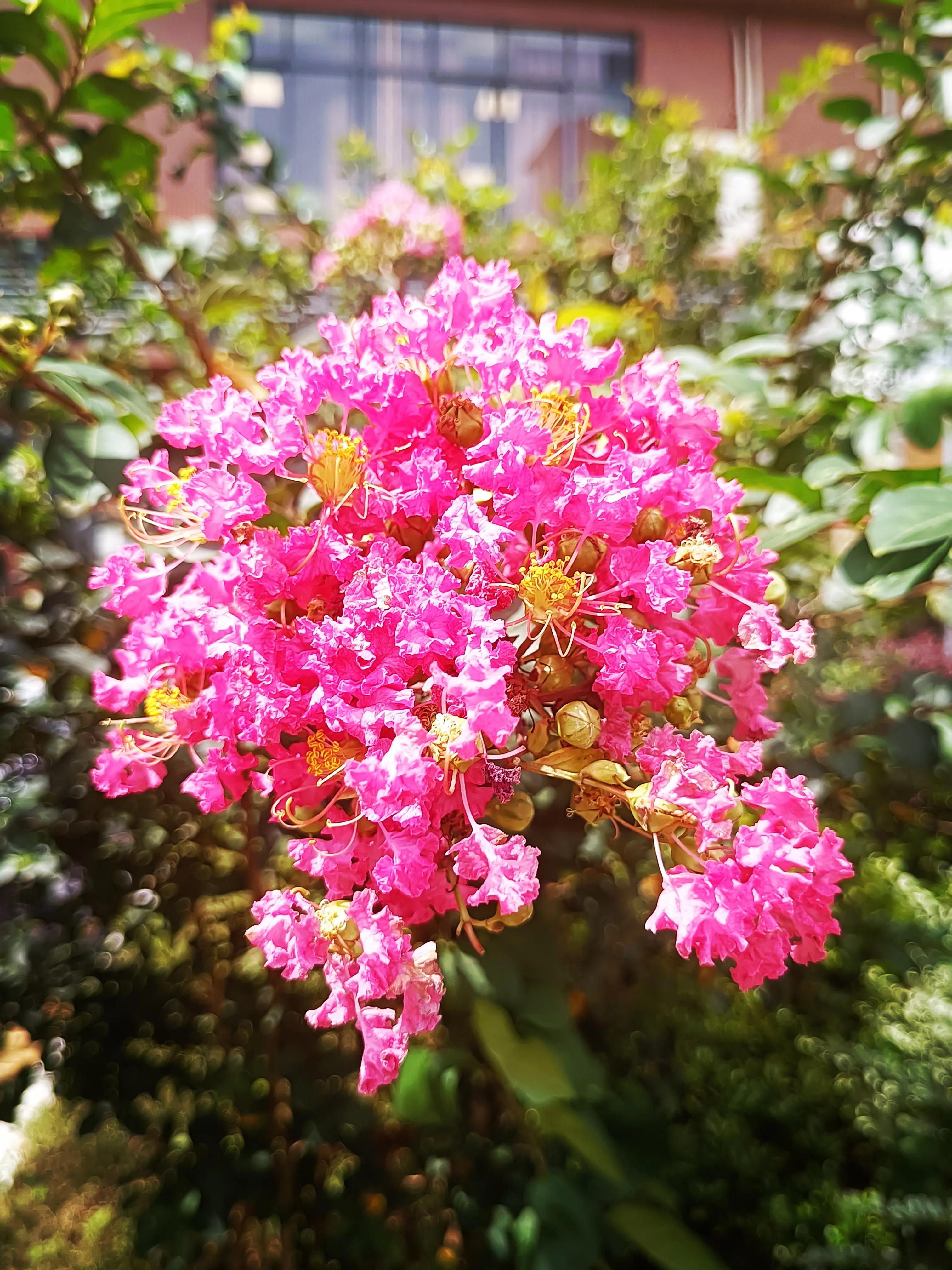 紫薇花花语：好运、雄辩、沉迷的爱、女性、和平