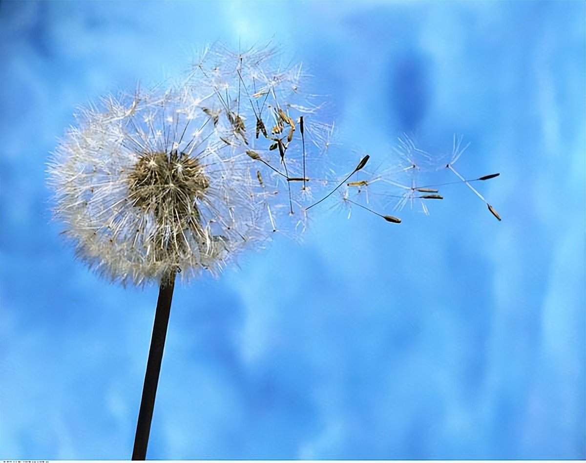 什么的秋风填成语,秋风什么叶四字成语