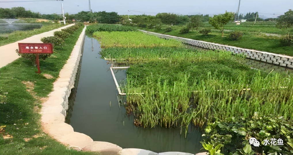 水产养殖尾水处理——多级人工湿地净水技术