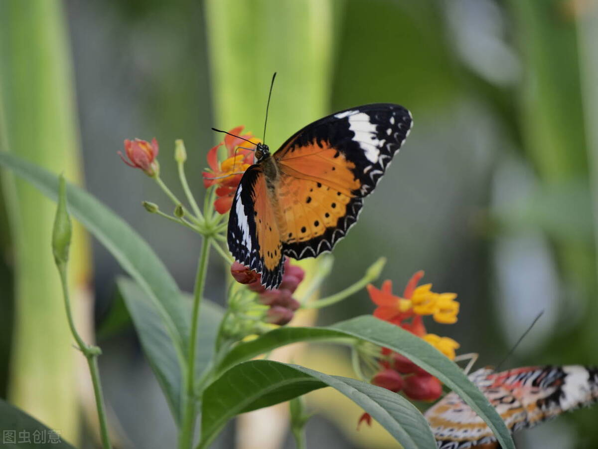 深情催泪情感美文：曾经的爱恋，曾经的悲欢