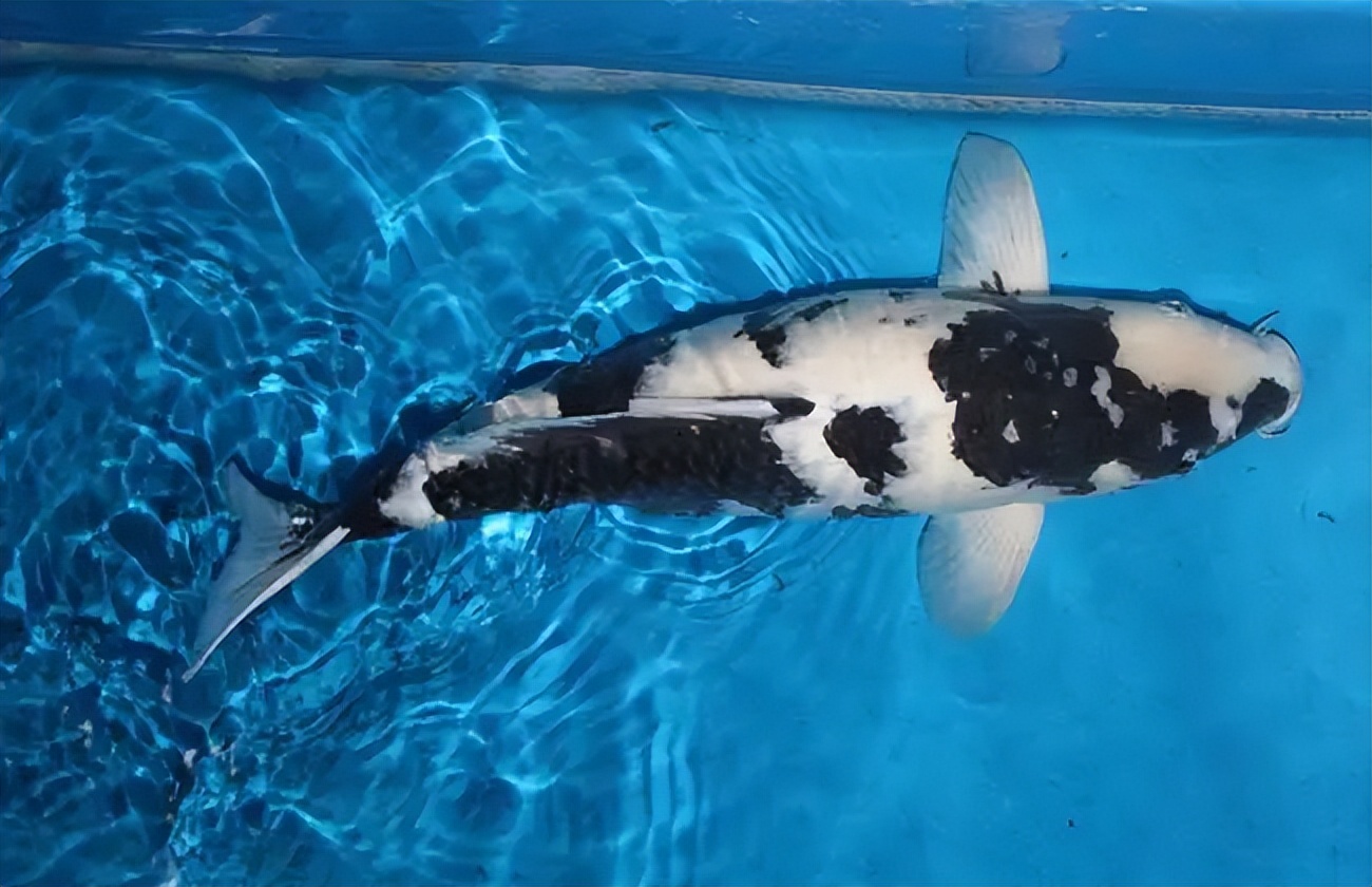 浙江锦鲤价格昂贵的原因