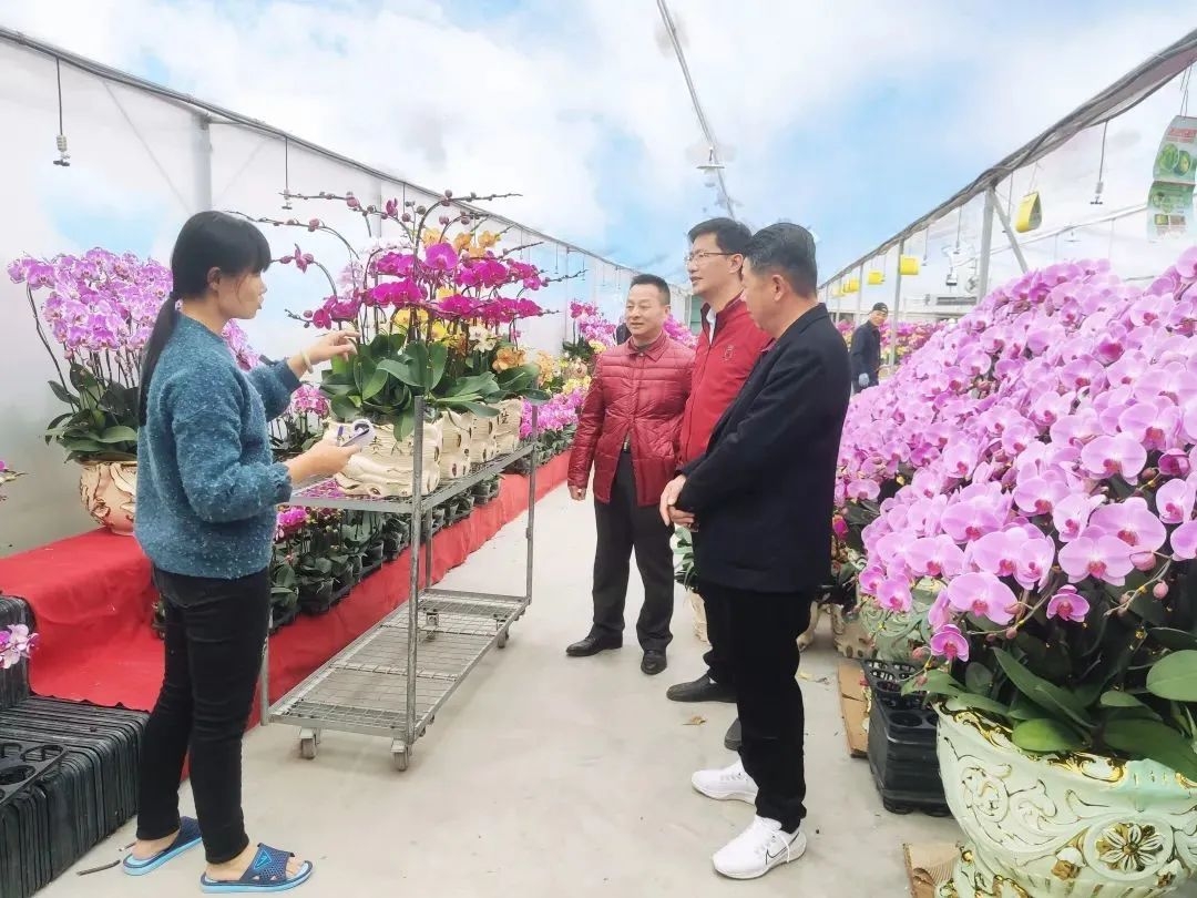 从化室内花卉哪些种类（年货推介第一弹！广东花市强势回归，哪朵花是你的最爱？（附各地市购花攻略））