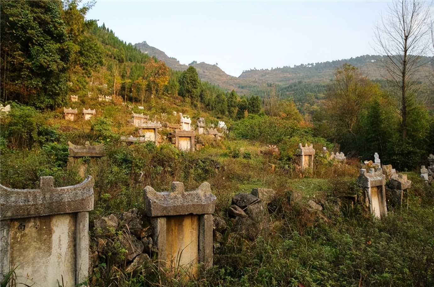 坟地栽什么树人财两旺 坟墓风水口诀大全-丹霞百科
