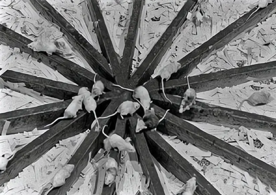 25号宇宙:一个细思极恐的"天堂"实验-蘑菇号