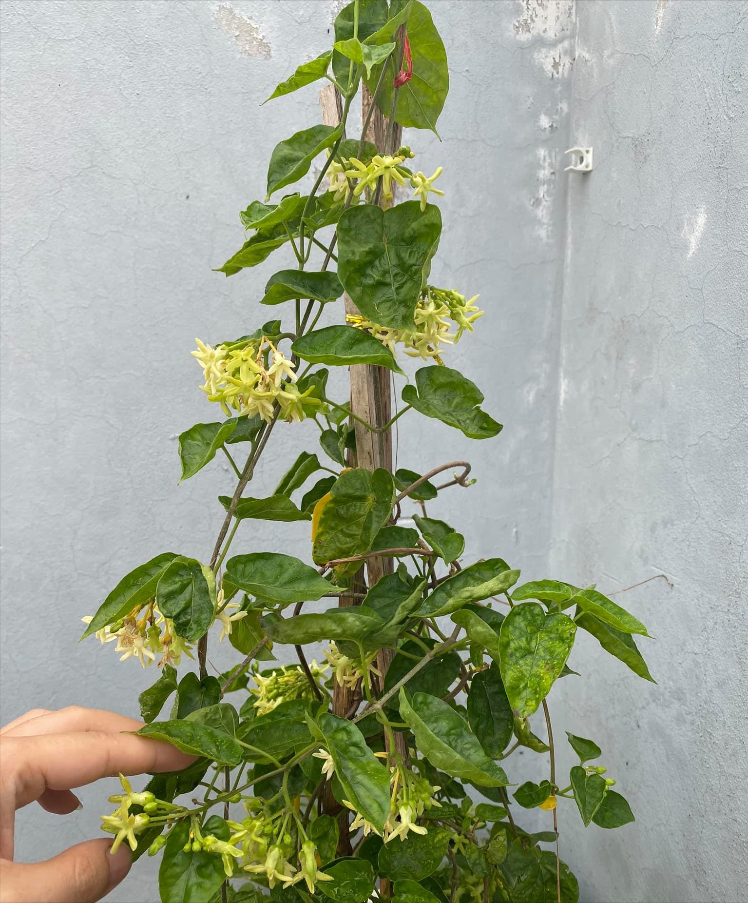 女厂长利用100平方米露台，投资3000块钱，种植了各种干净蔬菜