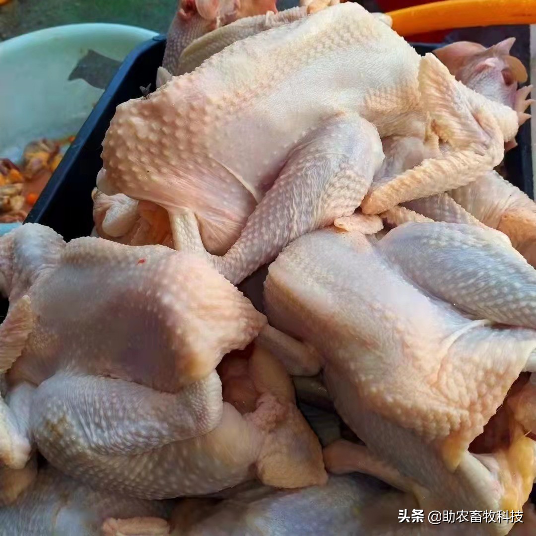 运用部分发酵饲料对养鸡有什么好处