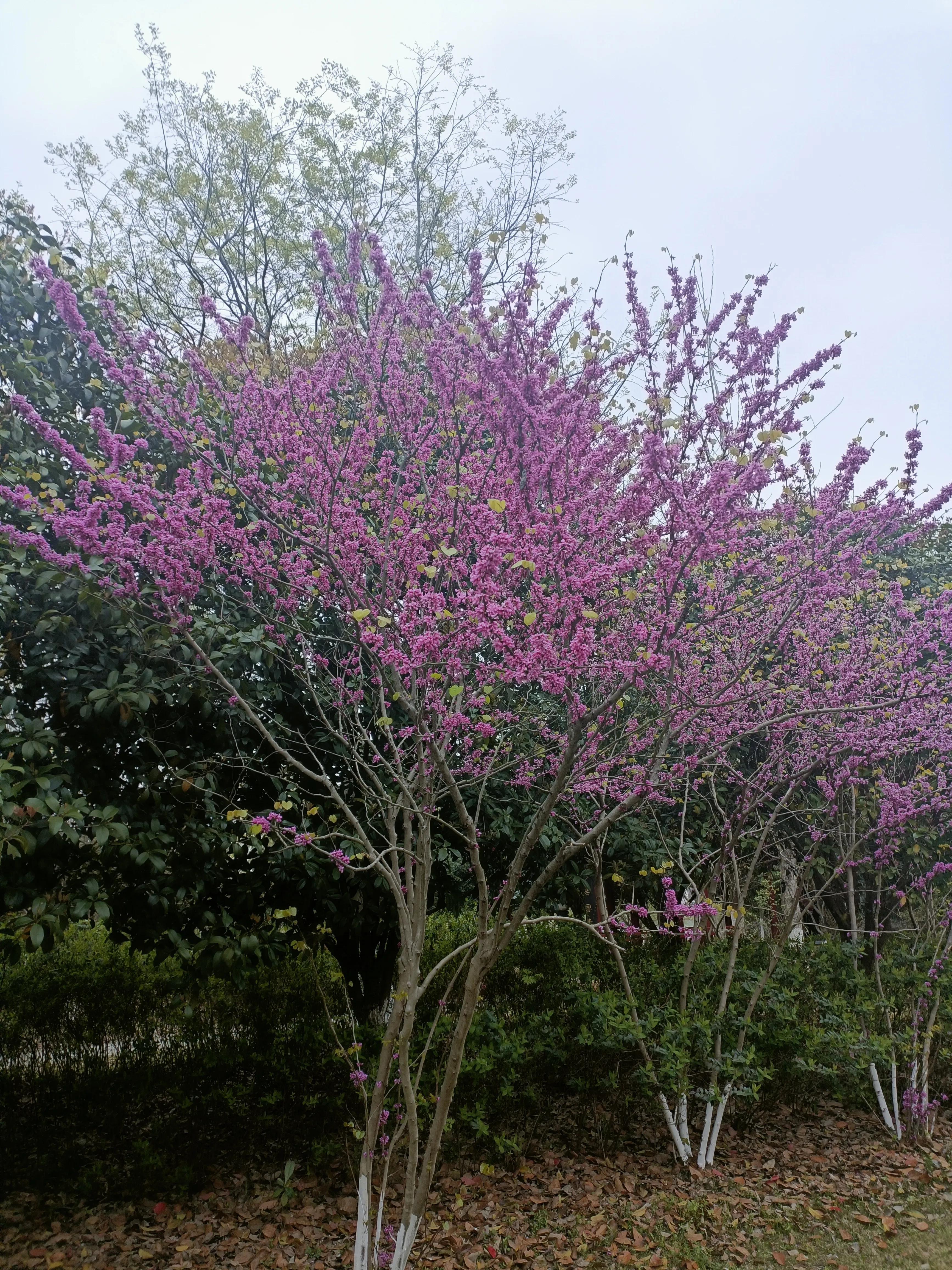 三月有哪些节日（三月哪些节日放假）-第6张图片-尚力财经