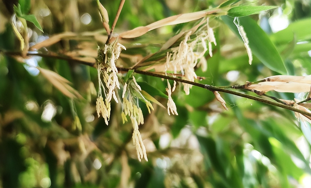 老话说“竹子开花，马上搬家”，竹子开花为什么要搬家？