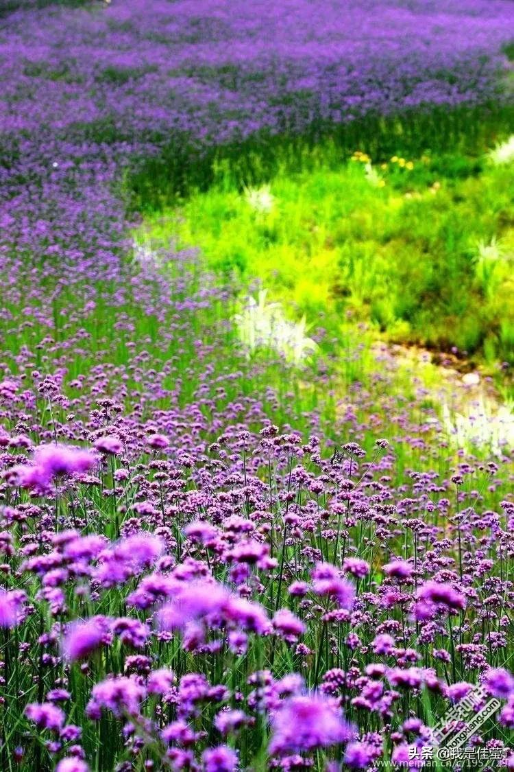 花若盛開 蝴蝶自來 要永遠相信這句話 天天看點