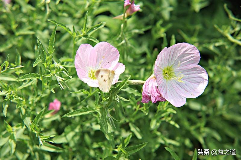 《民法典》解读171：关于无权代理的规定（下）