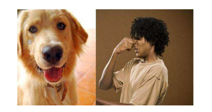 比格犬好養嗎,比格犬好養嗎?有什么優點缺點?