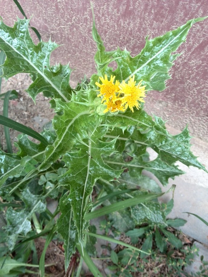 野菜有哪些（这100种野菜很常见也很美味）