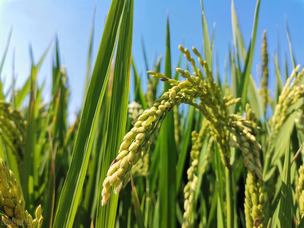 这女孩格局大了！90后女会计经过本轮疫情，转岗去农业企业做会计