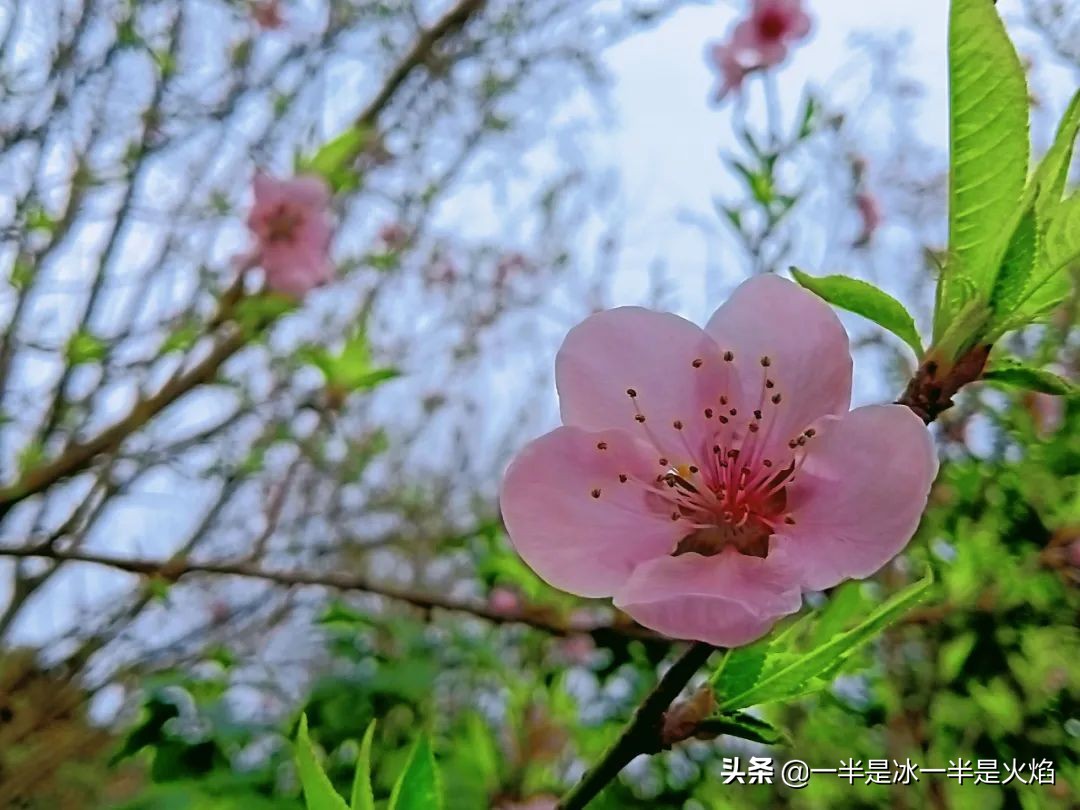 随笔：人间三月桃花开