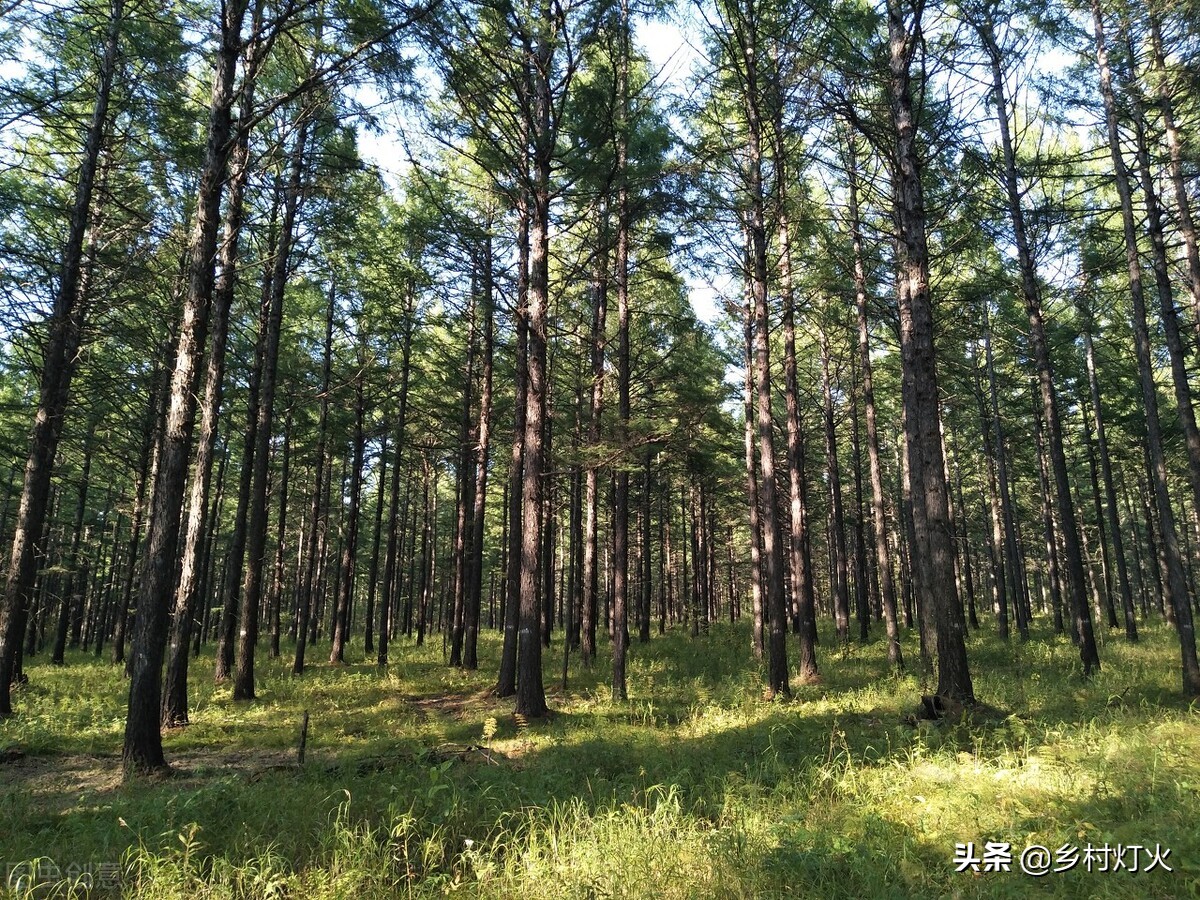人工种植林更容易发生病虫害（人工种植林更容易发生病虫害虫）-第1张图片-科灵网