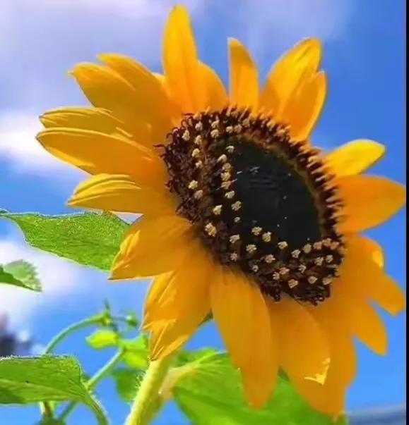 2022高考作文押题Ⅰ武汉四月调考超燃下水范文《青春的力量》