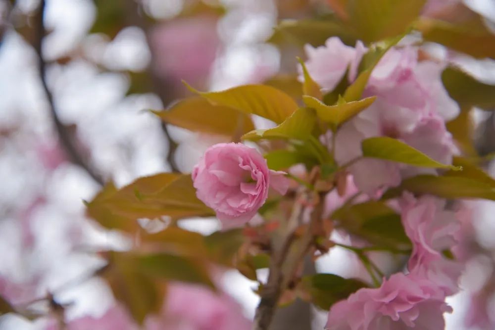 ������ء�ӣ���޶��������������ȡ��ۡ���