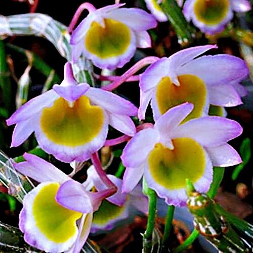 玫瑰石斛～茎悬垂，花姿优雅，玲珑可爱，花色鲜艳，气味芳香