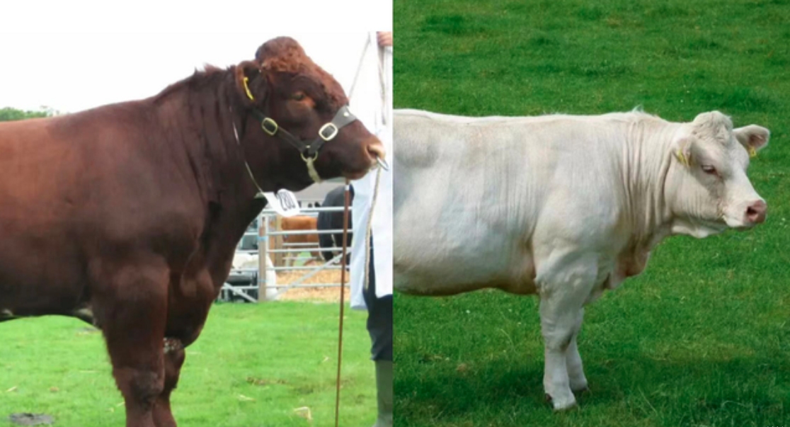 由夏洛莱牛和短角牛杂交而来所以比利时蓝牛的一生其实十分痛苦,它们