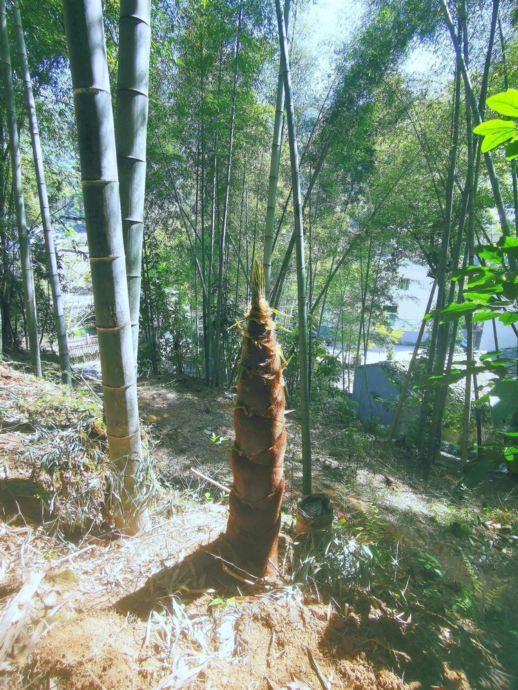 赞我家乡山水美 作者：黄定光