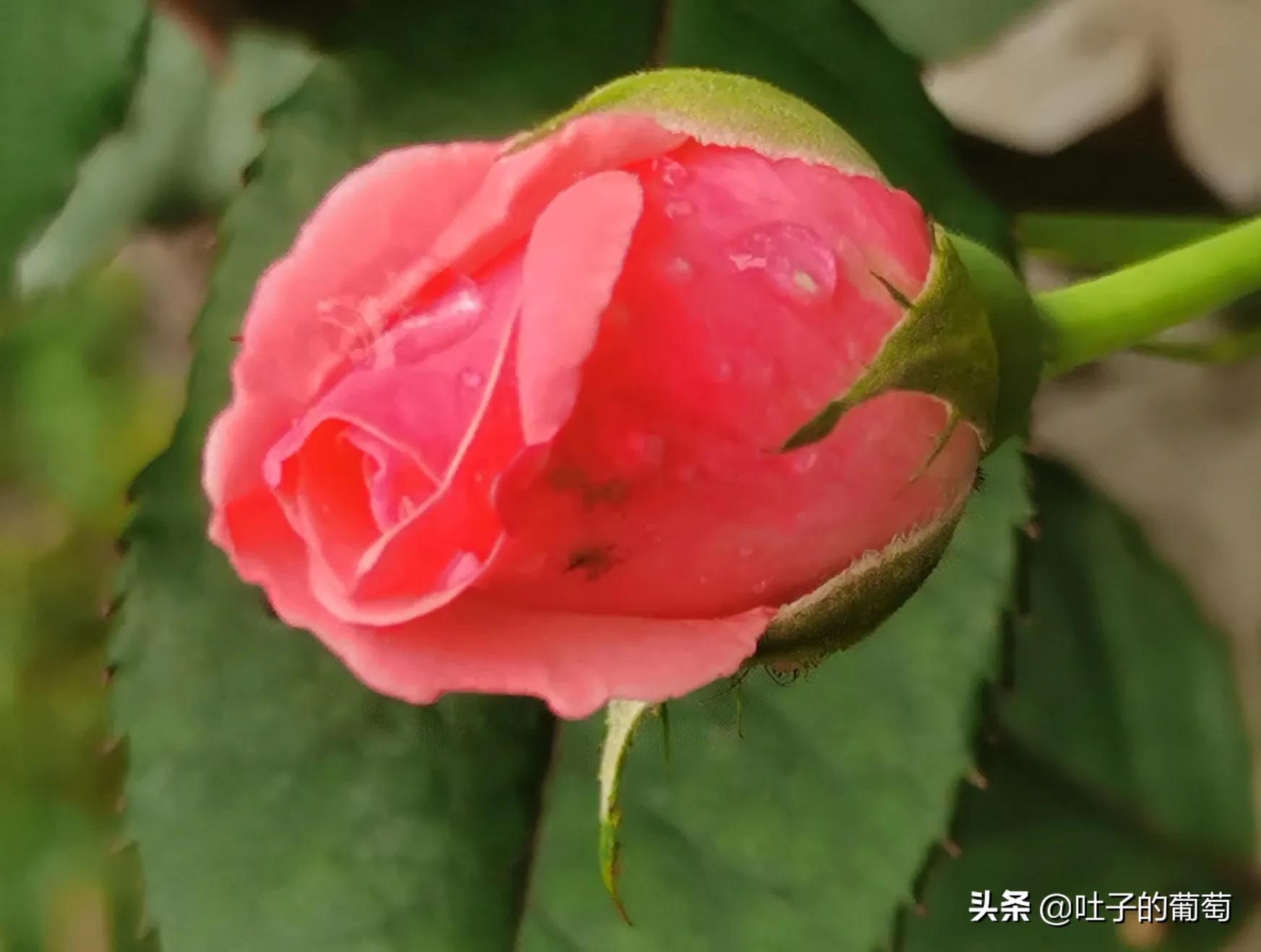 来看看刚刚盛放的花朵儿(刚刚绽放的花朵)