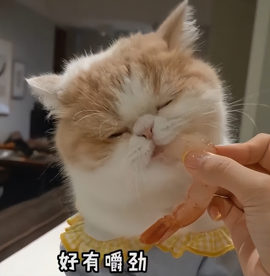 猫咪能吃的几种“人类食物”，只要喂对了，猫咪越吃越健康