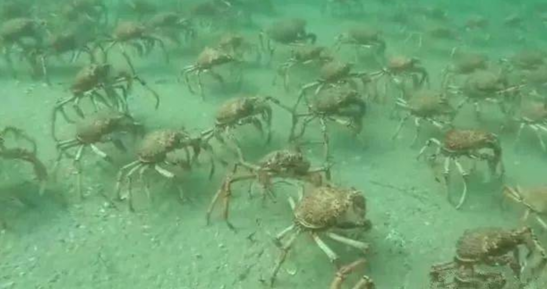 帝王蟹若入侵全世界会有多可怕？每吃一只，都是在“拯救世界”