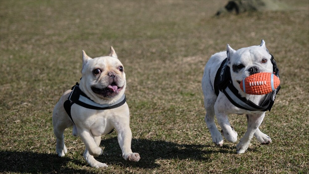 法國鬥牛犬為何那麼臭?都是這5點