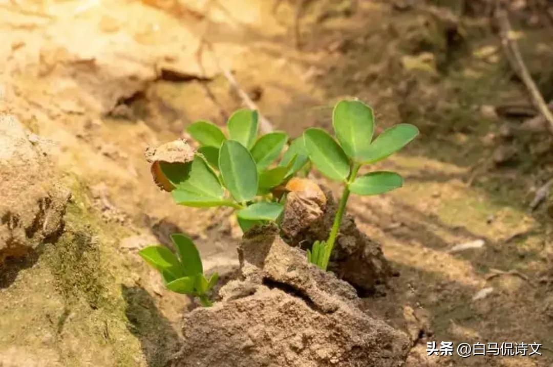 丢点是我的失败(余秀华的诗《点种》：爱情敲了一下门，你一个惊喜，就粉身碎骨)