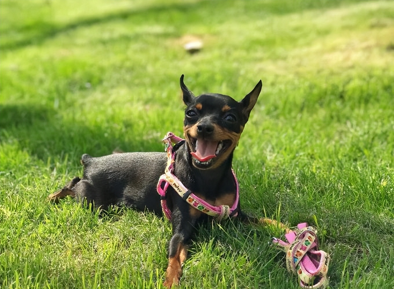 为什么"小鹿犬"越来越火?网友:养过就不想换了