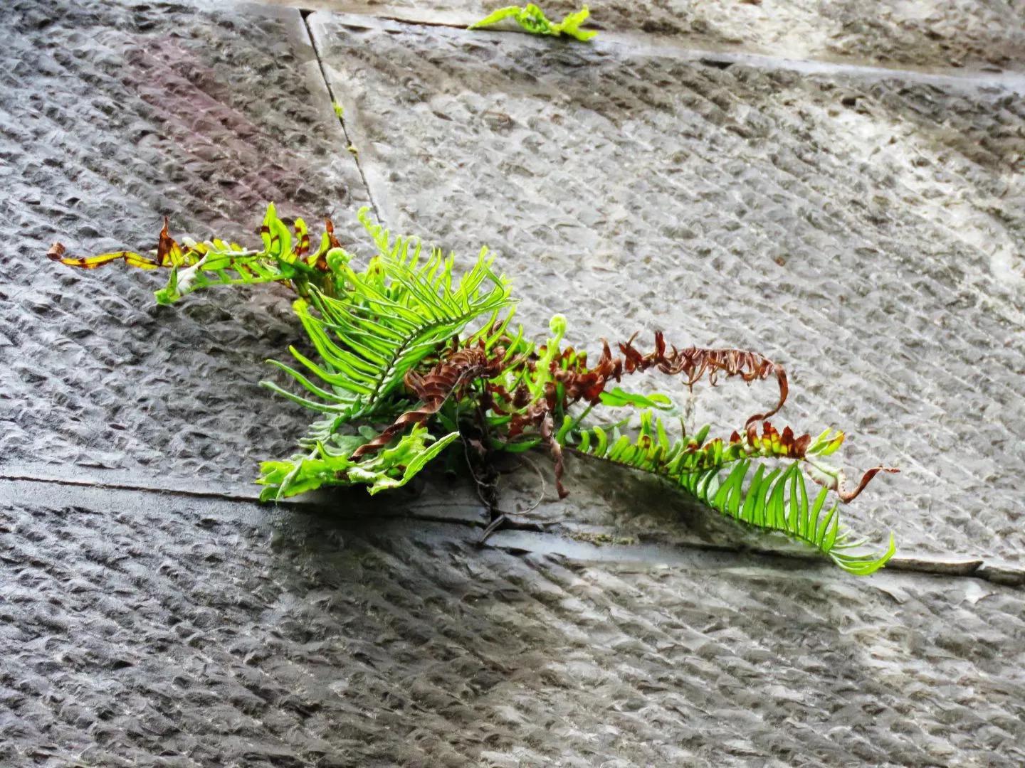 山里那颗坚韧的小草