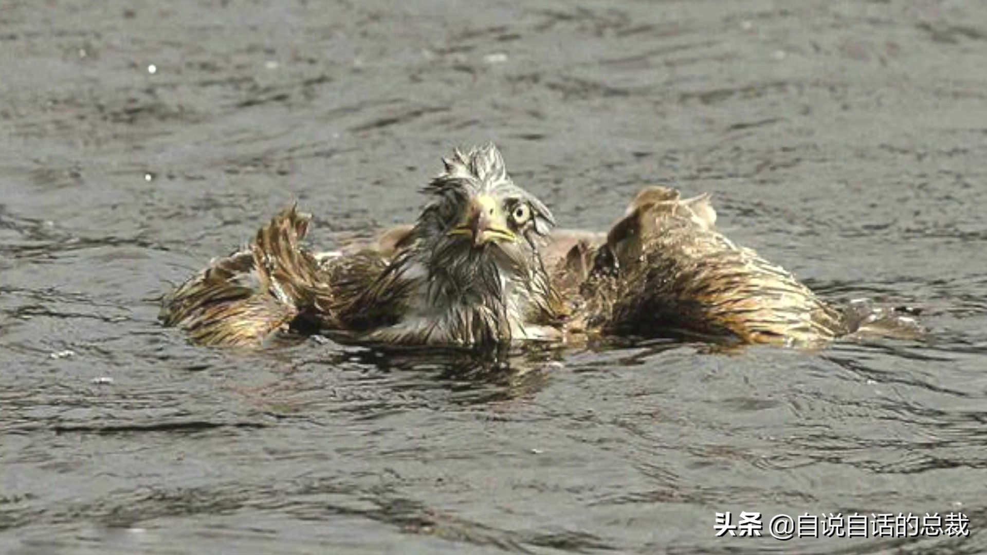 为什么动物都怕鹅？有鹅的地方没有蛇？大鹅的真实面貌超出你想象