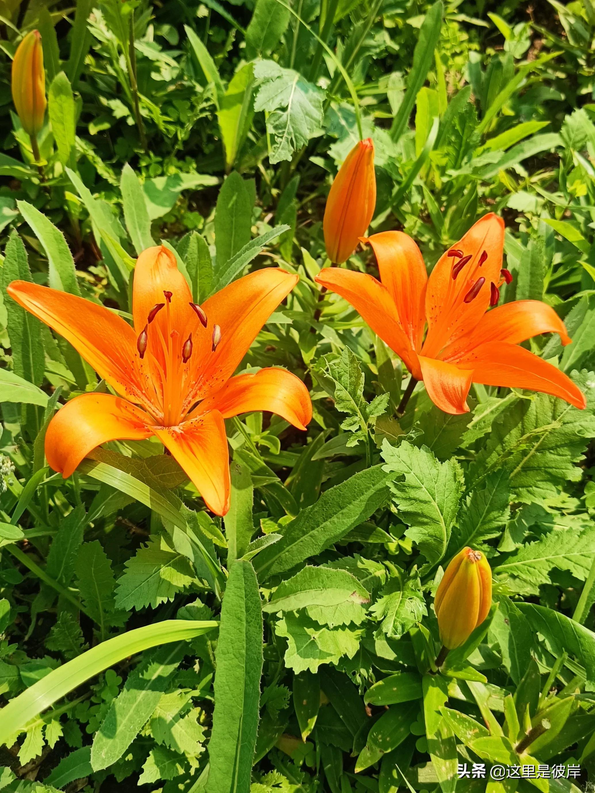百合花的资料 小百合花图片-思宇生活