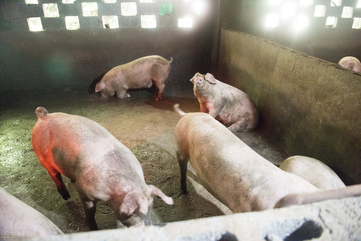 10月9日，養豬人賣豬的價格，大家看豬價還會上漲嗎？