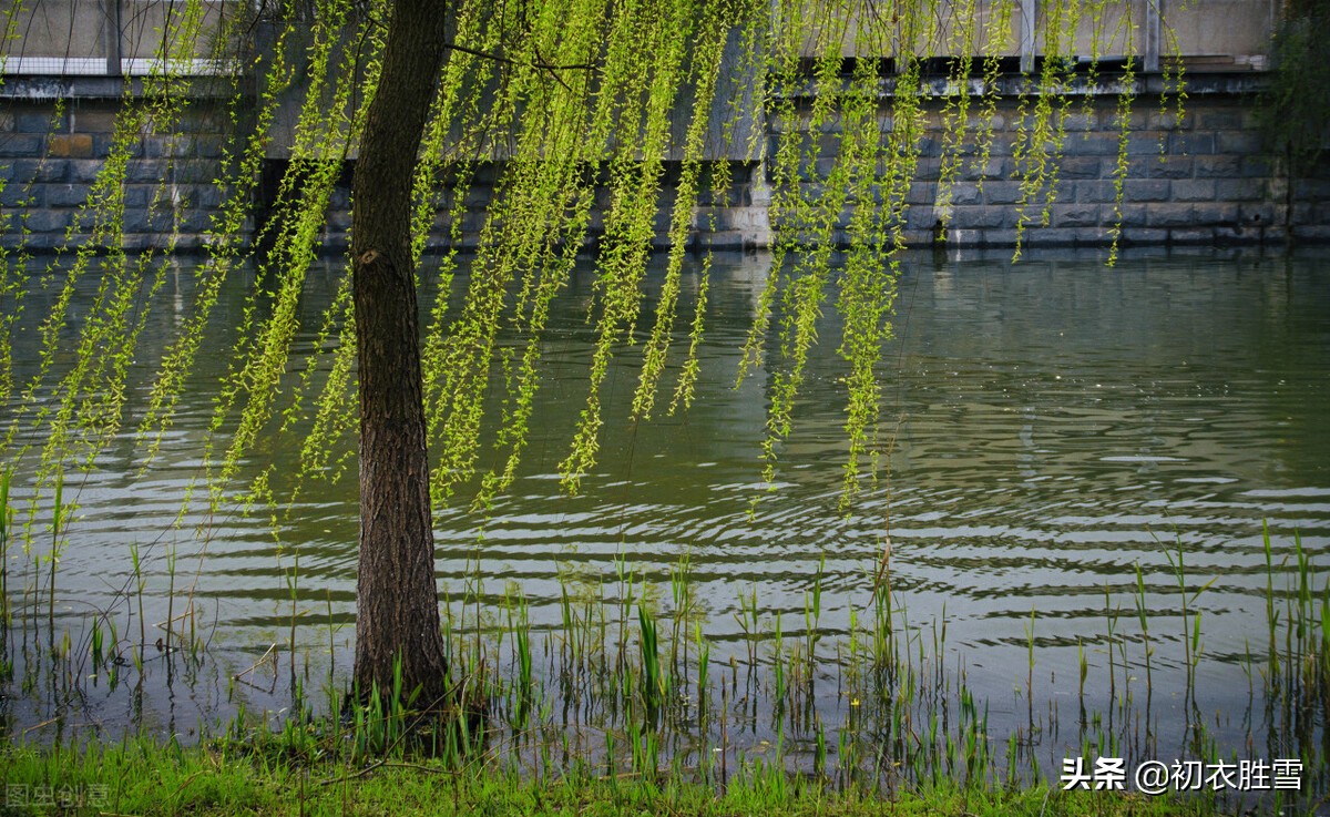 先唐杨柳古诗七首，同心且同折，溯源折杨柳送别的古俗