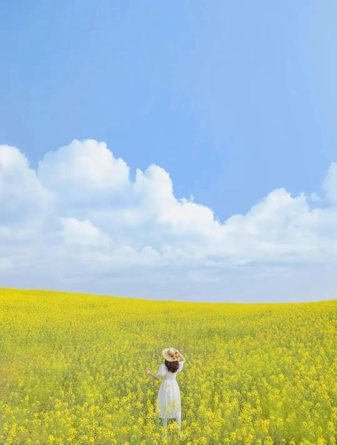 诗词赏读丨咏油菜花诗词12首