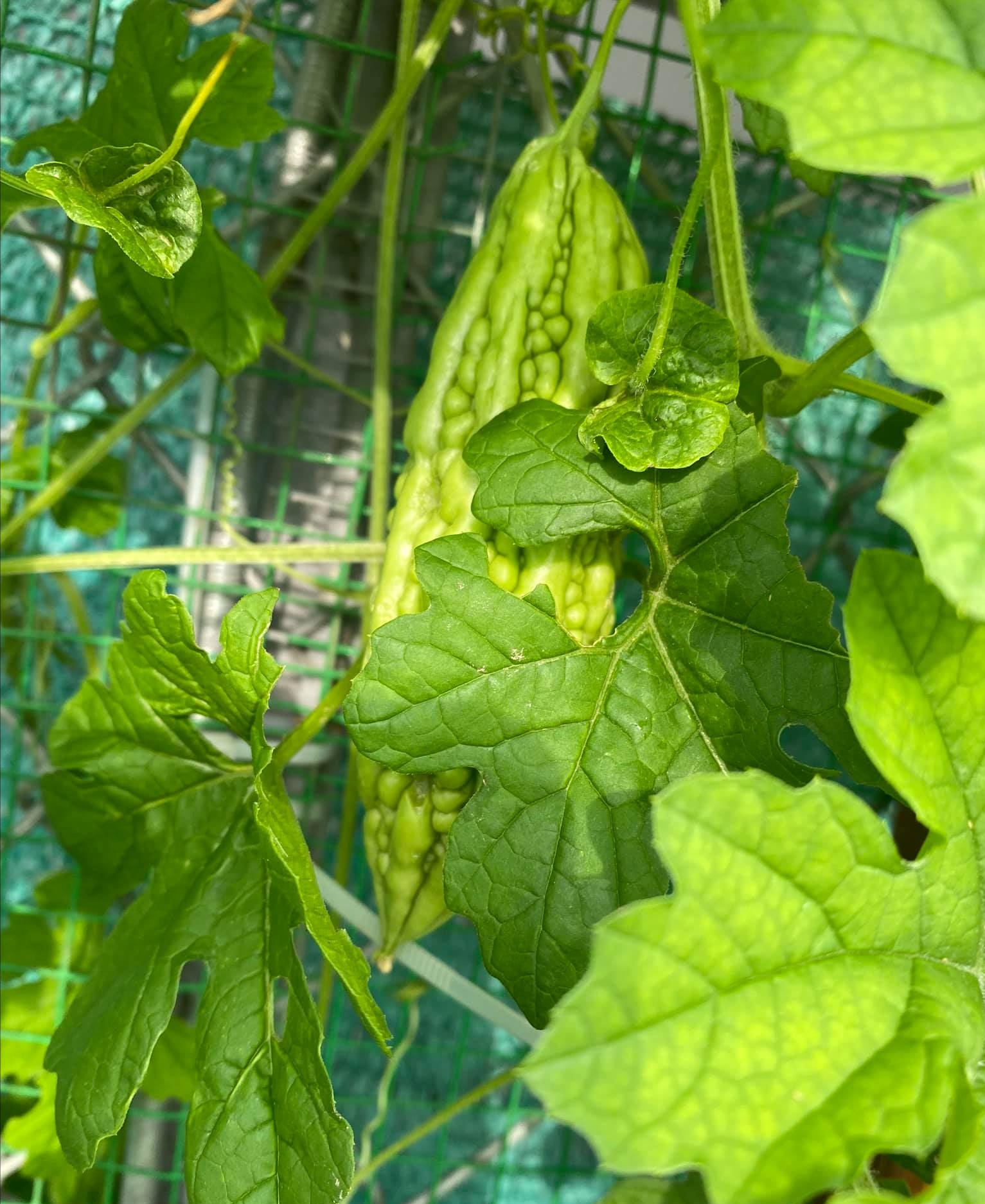 女厂长利用100平方米露台，投资3000块钱，种植了各种干净蔬菜