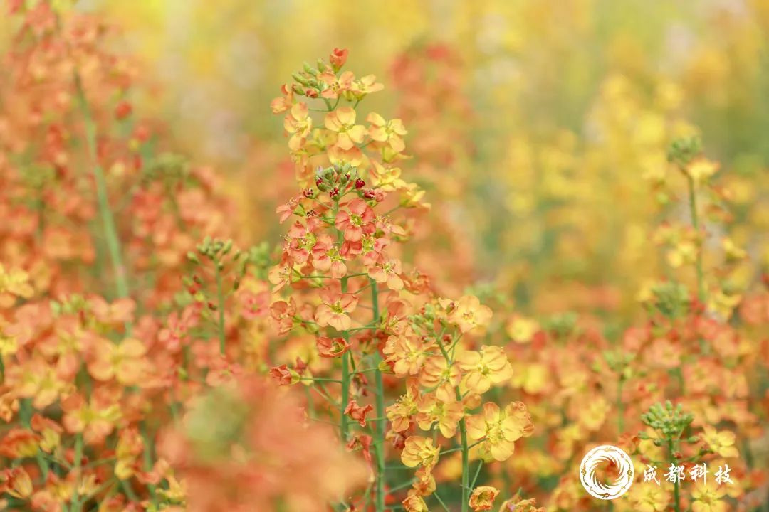 成都科技特派员｜李浩杰与油菜花