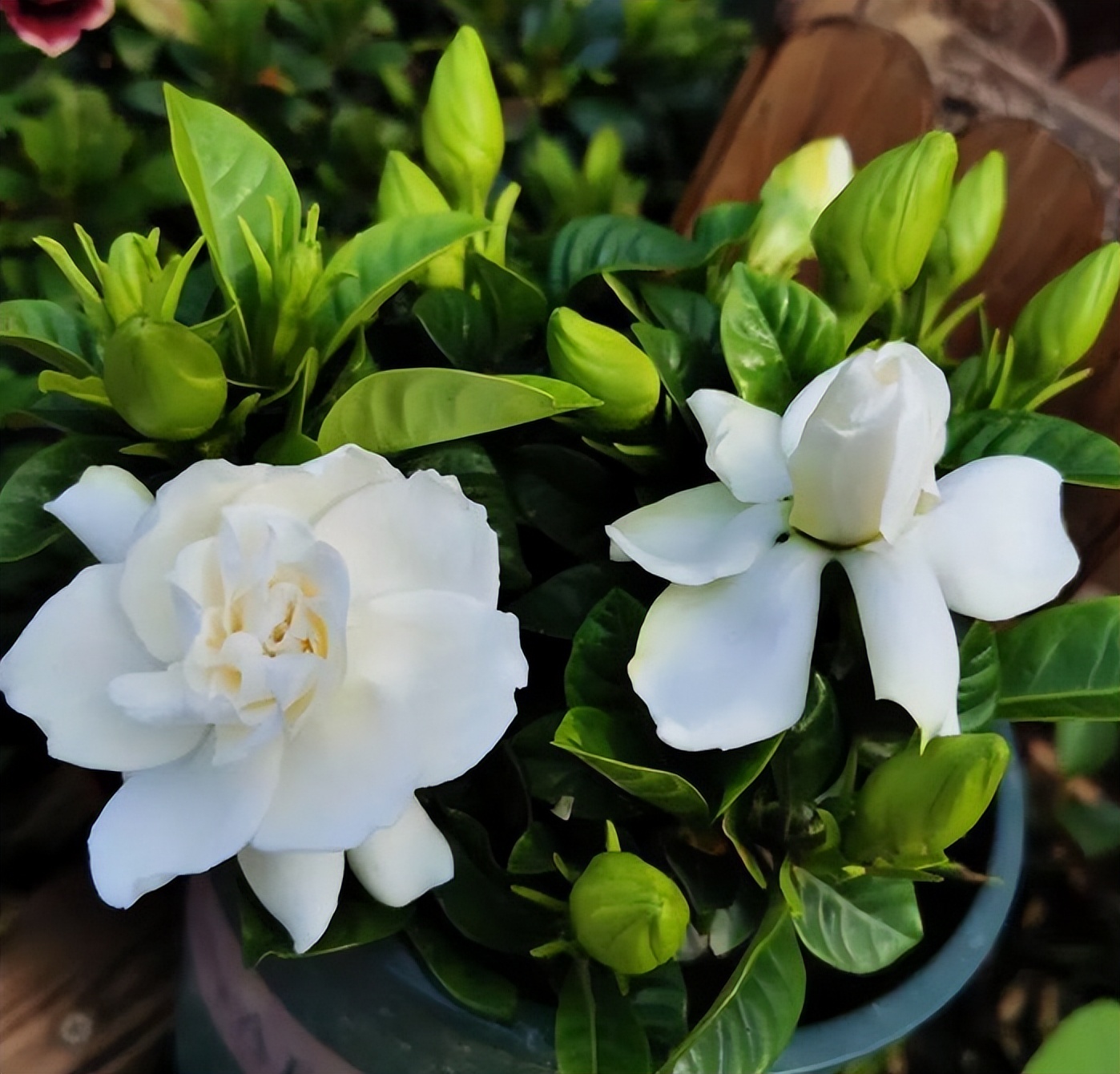 怎样让栀子花花苞快速打开（记住5件事花全开香味足）