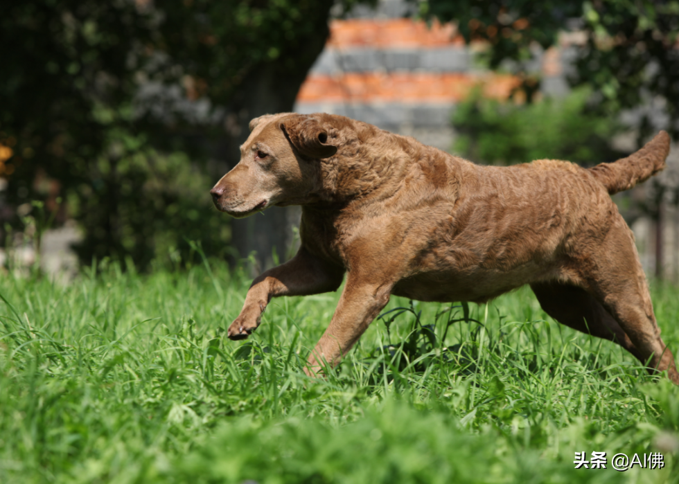 美国人评出排名前 63 最聪明的犬种