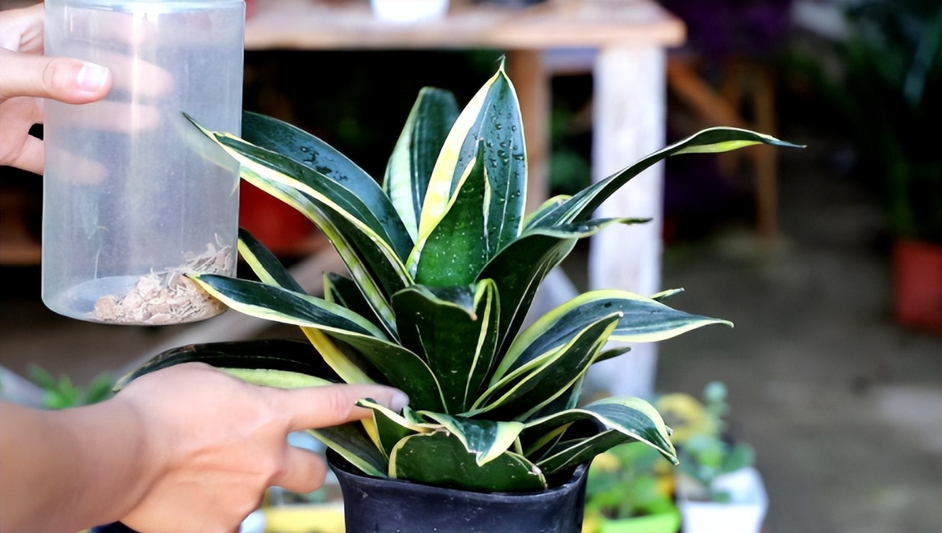 家里为什么不能养虎皮兰?早点知道,方知"迷信"不可取