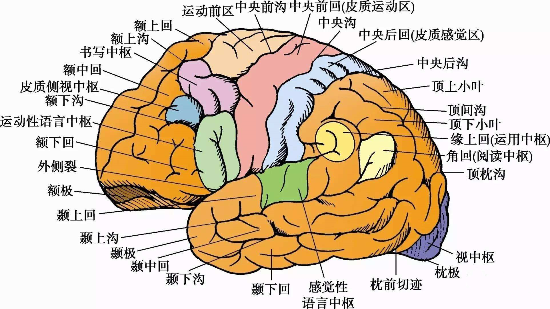 大脑盖子原理图片