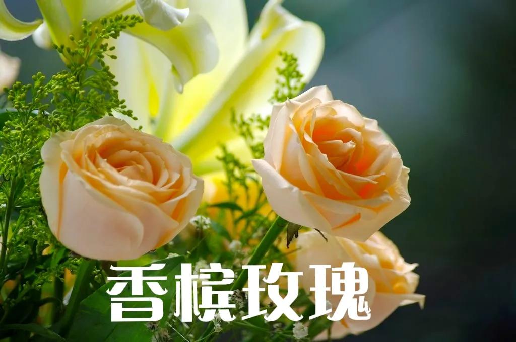 红色玫瑰花语（干货分享玫瑰花代表的含义大全）