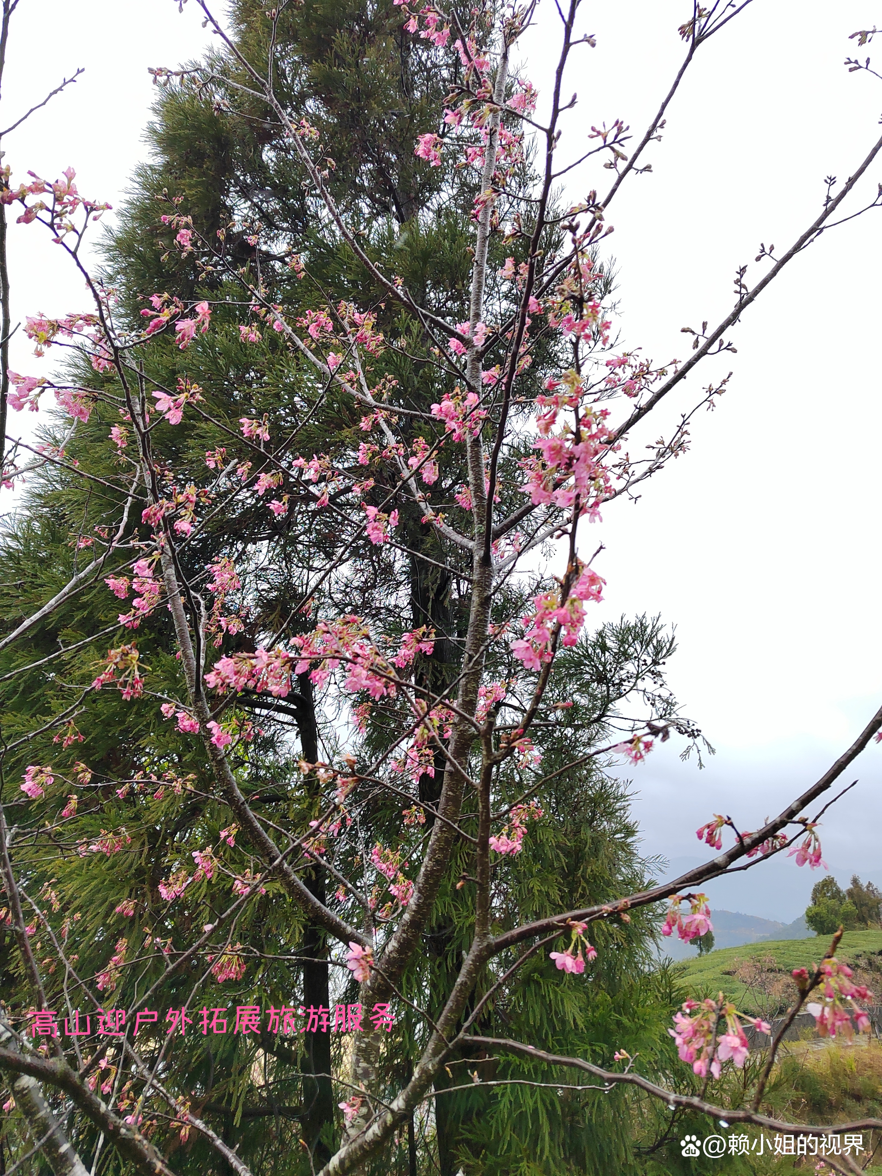 ��ɽ��Ӫ�壬�����׽���Լ����ӣ����