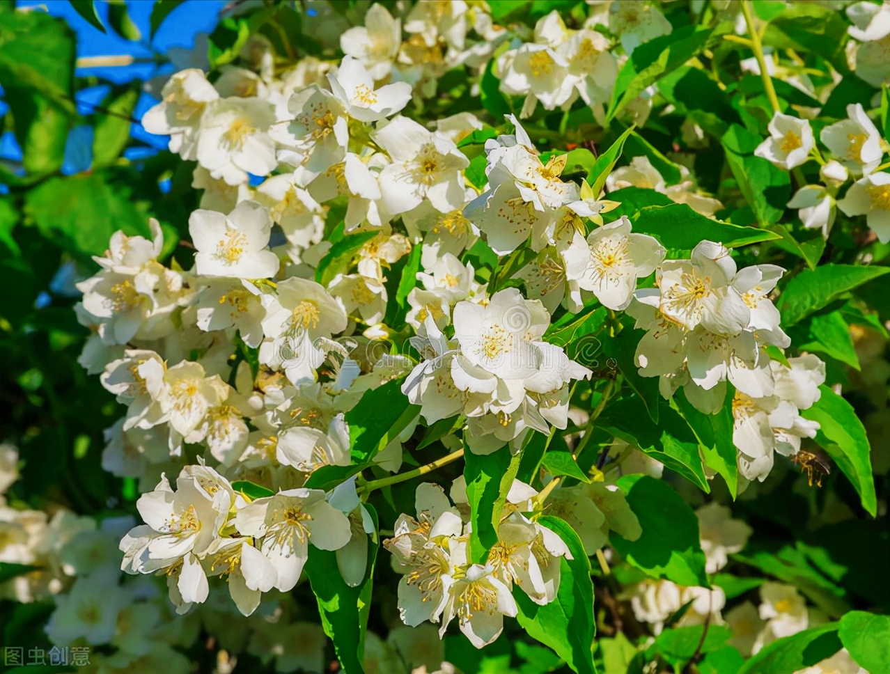 一花一世界，一花一叶送祝福，有花陪伴最幸福；有叶牵挂更美好