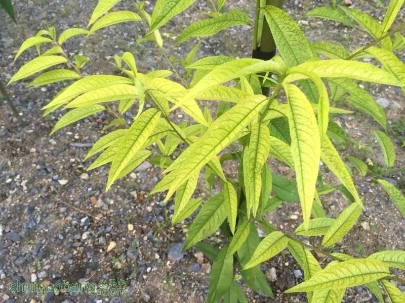 酵素农业技术：不同作物缺铁症状及酵素菌肥防治技巧